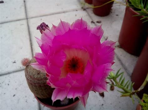 紫太陽仙人掌繁殖|紅太陽(Echinocereus rigidissimus),仙人掌科紅刺小可。